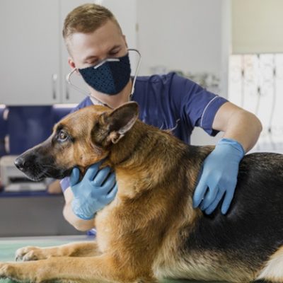 Vet Vet